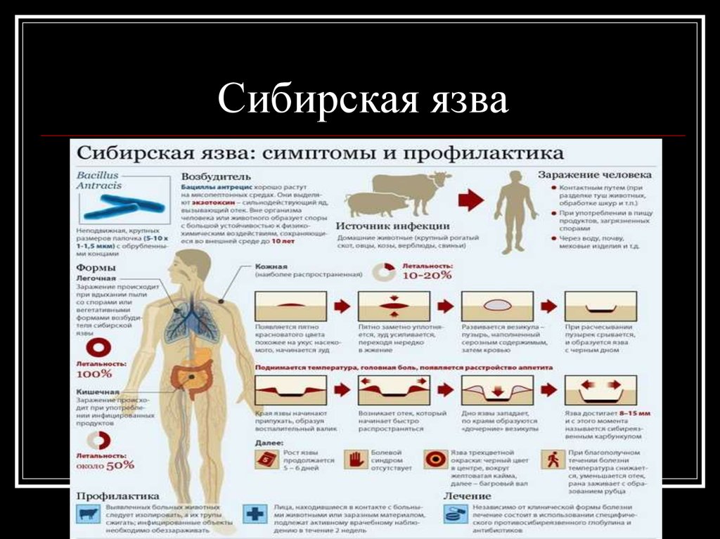 Памятка для населения &amp;quot;Мероприятия по профилактике сибирской язвы&amp;quot;.